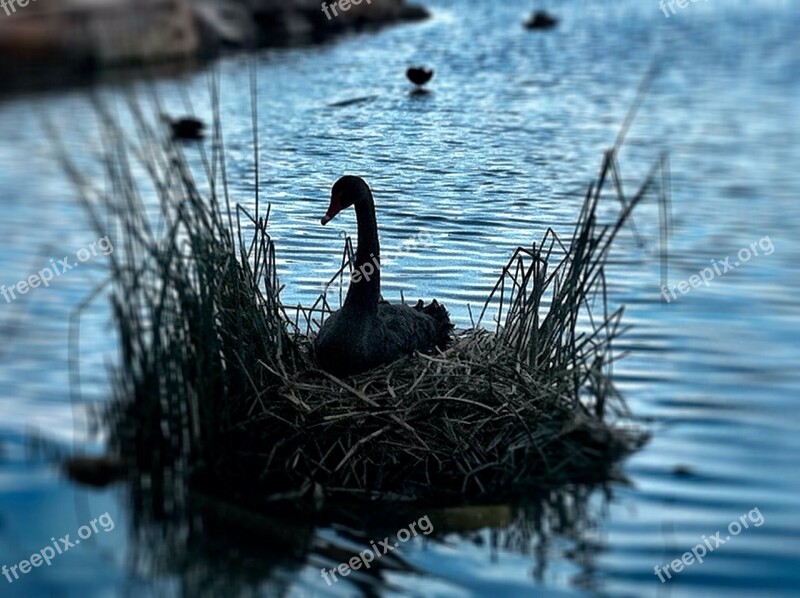 Swan Nest Bird Pond Free Photos