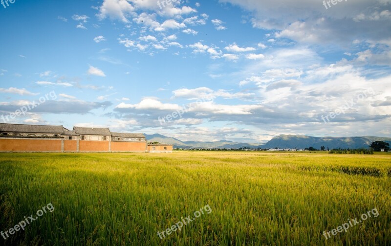 In Rice Field Blue Sky And White Clouds Building Free Photos