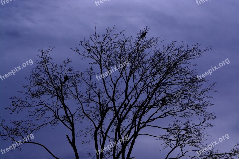 Tree Crown Sky Nature Free Photos