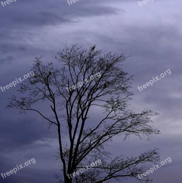 Tree Crown Sky Nature Free Photos