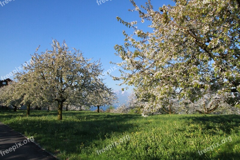 Cherry Trees Flowers Spring Free Photos