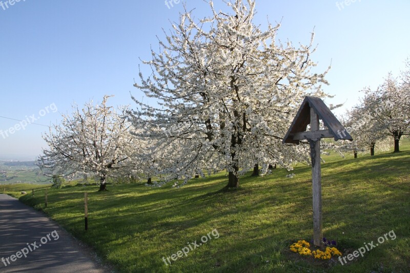 Cherry Blossom Wayside Cross Spring Free Photos