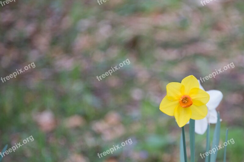 Daffodil Flower Blossom Bloom Yellow