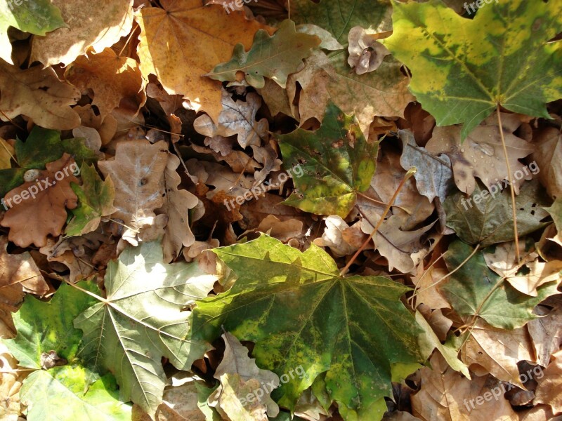 Autumn Leaves Autumn Leaves Leaf Litter Season