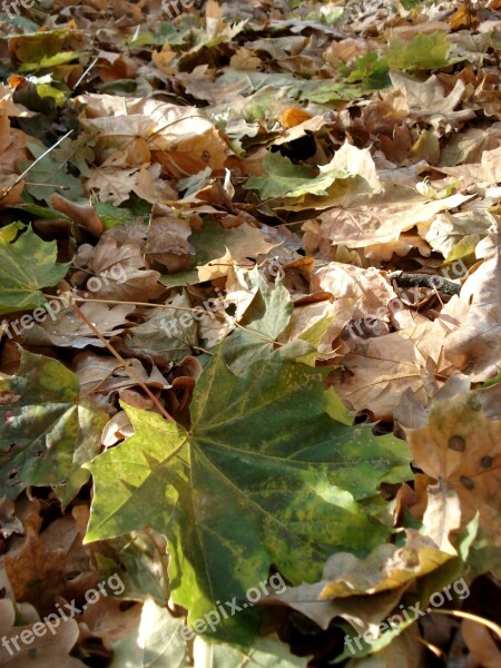 Autumn Leaves Yellow Leaf Litter Season