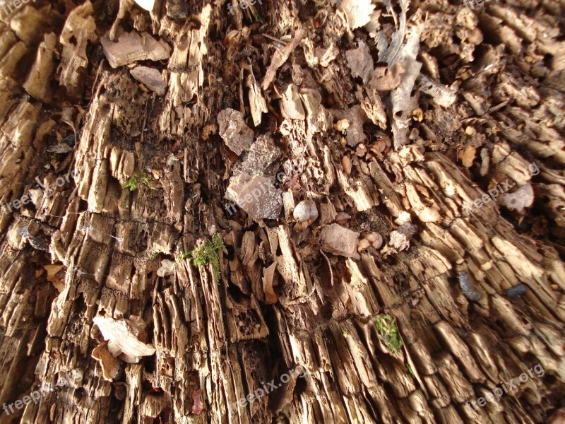 Tree Wood Texture Brown Old