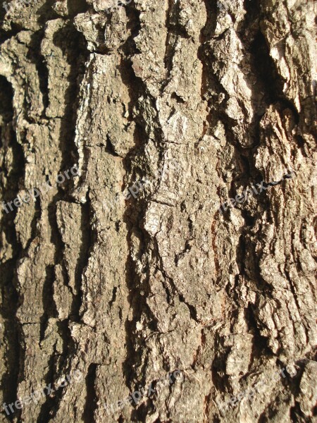 Bark Wood Background Texture Brown