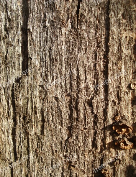 Bark Wood Background Texture Brown