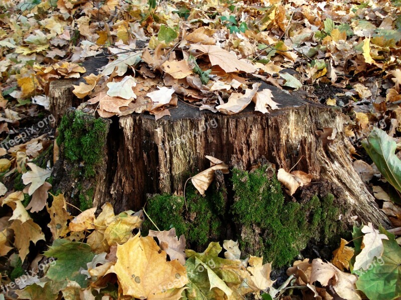 Tree Stump Fall Leaves Moss Season Forest