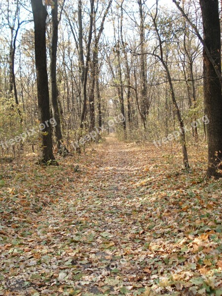 Forest Forest Road Autumn Leaves Trees Nature