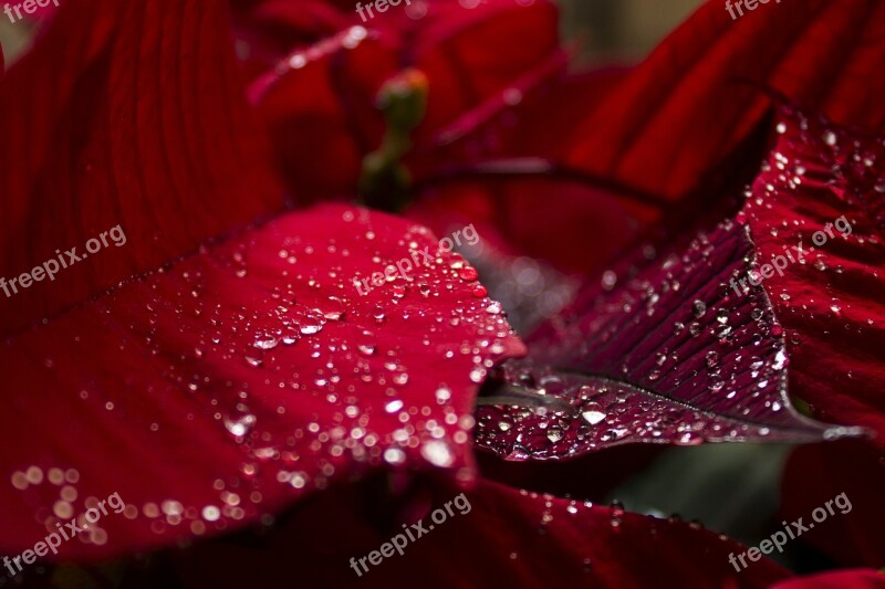 Flower Leave Decoration Tree Red