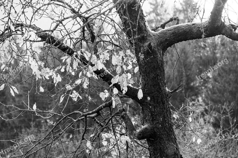 Tree Autumn Leaves Forest Leaves In The Autumn