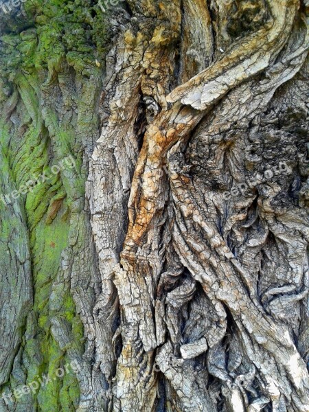 The Bark Tree Nature Forest Green