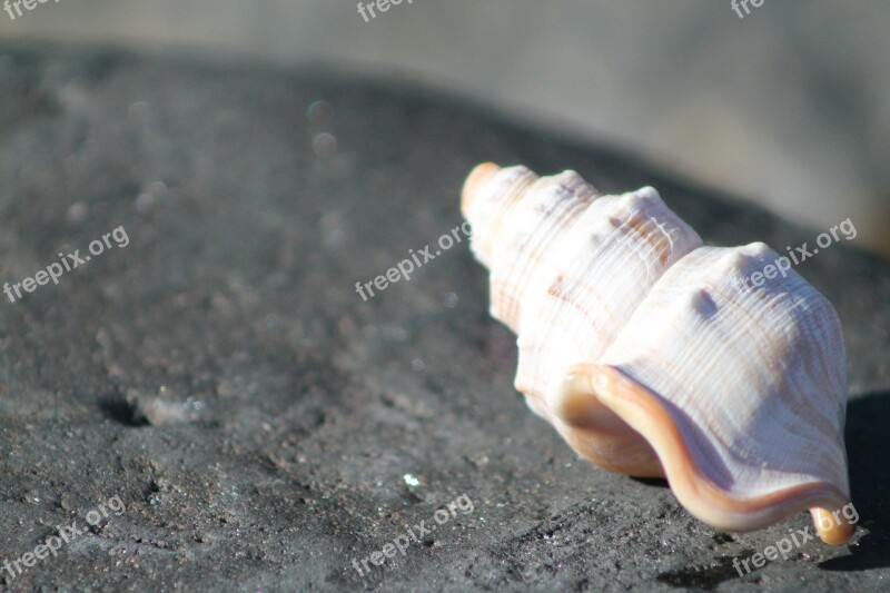 Sea Shell Sea Ocean Shell Free Photos