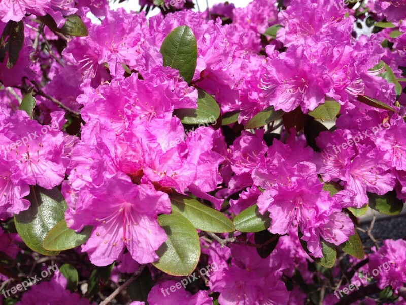 Rhododendron Flower Spring Bloom Floral