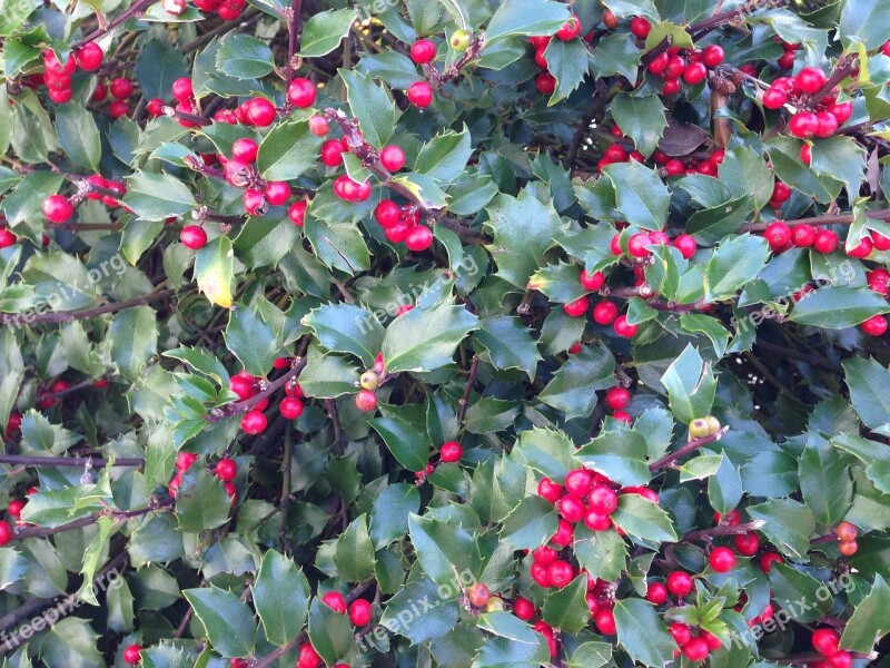 Holly Holly Berries Berry Nature Shrub