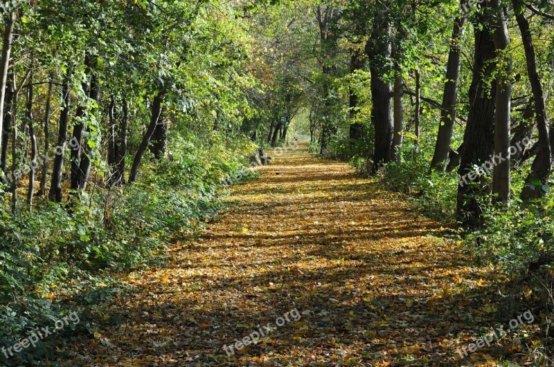 Autumn Colorful Away Leaves Color