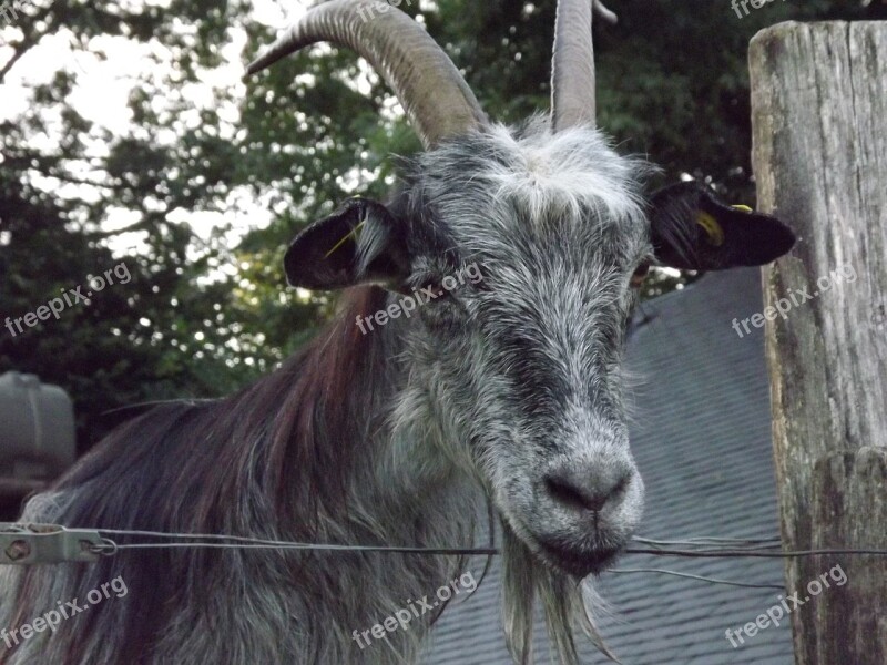 Goat Animal Breeding Free Photos