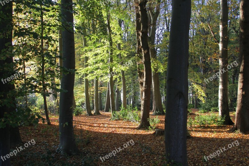 Forest Book Trees Autumn Sunlight