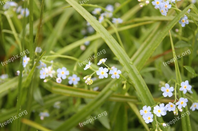 Forget-me-not Meadow Flower Free Photos