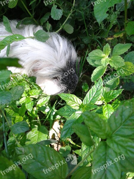 Guinea Pig Pet Hidden Grass Leaves