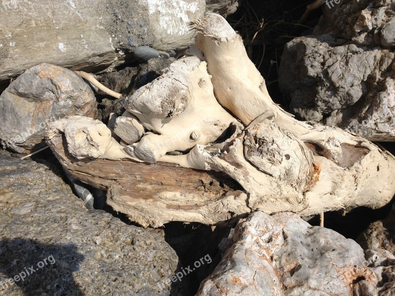 Drift Wood Driftwood Flotsam Wood Beach