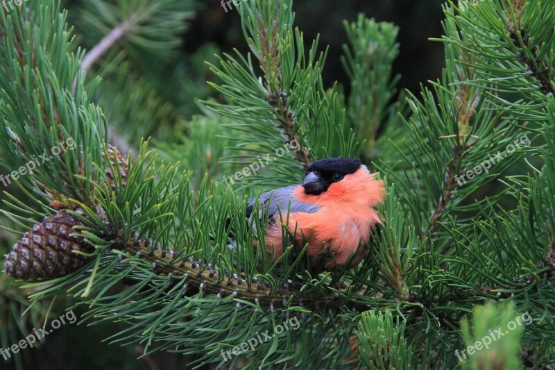 Bullfinch Bird Birds Branches Free Photos