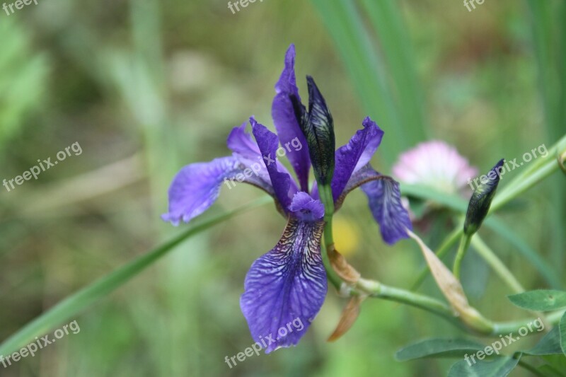 Iris Violet Lilac Free Photos