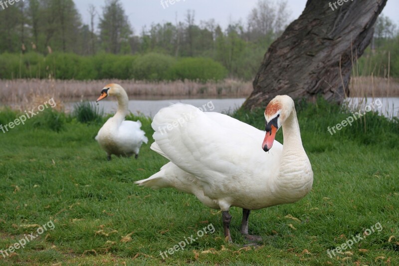 Swan Bird Swans Birds White