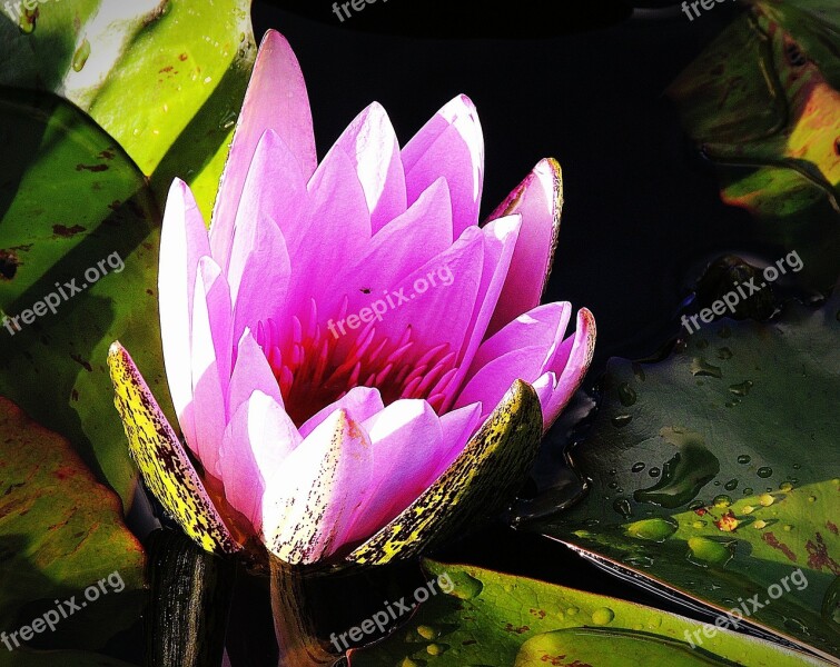 Lotus Pink Lily Pond Waterhole