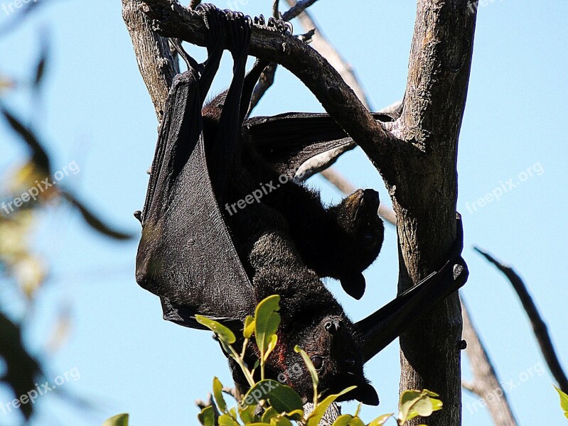 Bat Flying Fox Fruit Tree