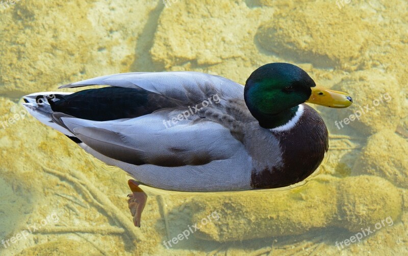 Drake Duck Mallard Male Water Bird