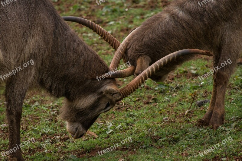 Animal Nature Horns Mount Mountain