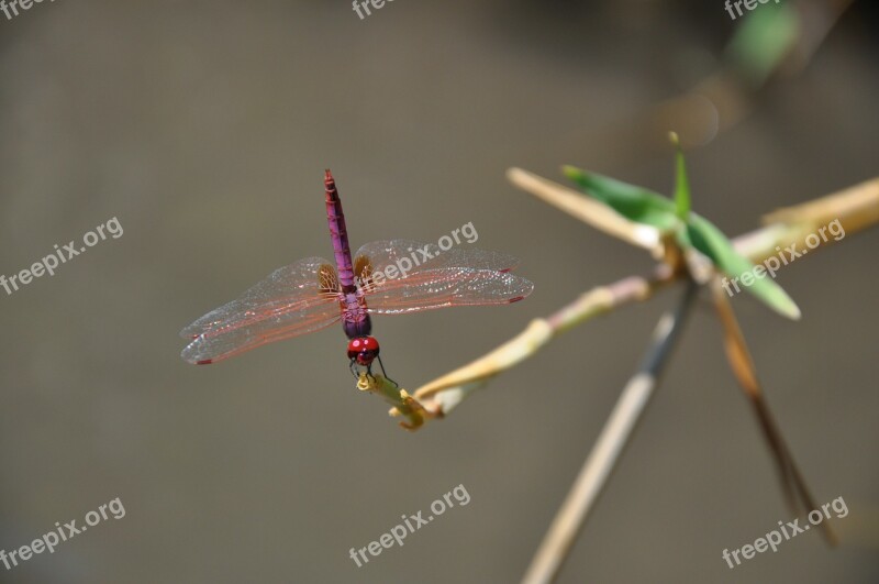 Dragonfly Red Bug Nature Insect