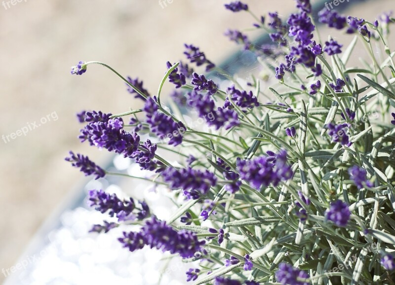 Lavender Flower Nature Romanticism Decoration