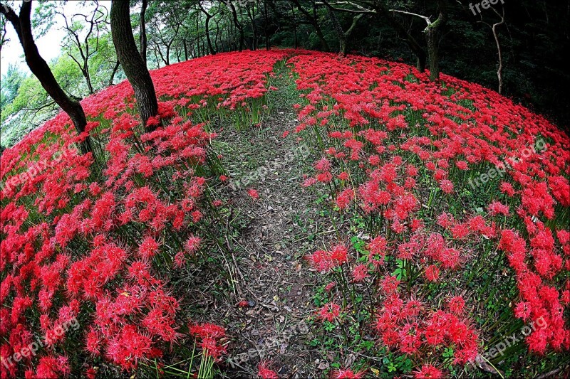 Flowers Nature Flowers For Valley Red