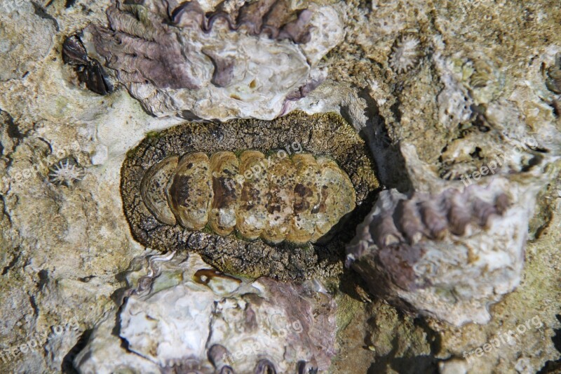 Chiton Mollusk Sea Marine Ocean