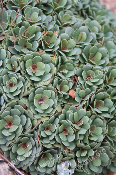 Succulent Foliage Structural Leaf Plant