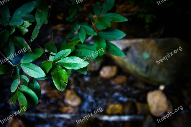 Plant Du Gou Water Natural Landscape The Leaves