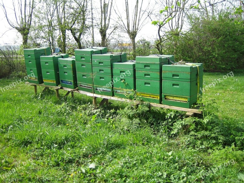 Bees Beehive Nature Orchard Free Photos