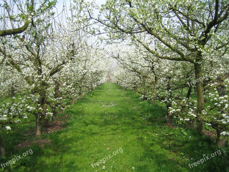 Orchard Nature Spring Apple Blossom