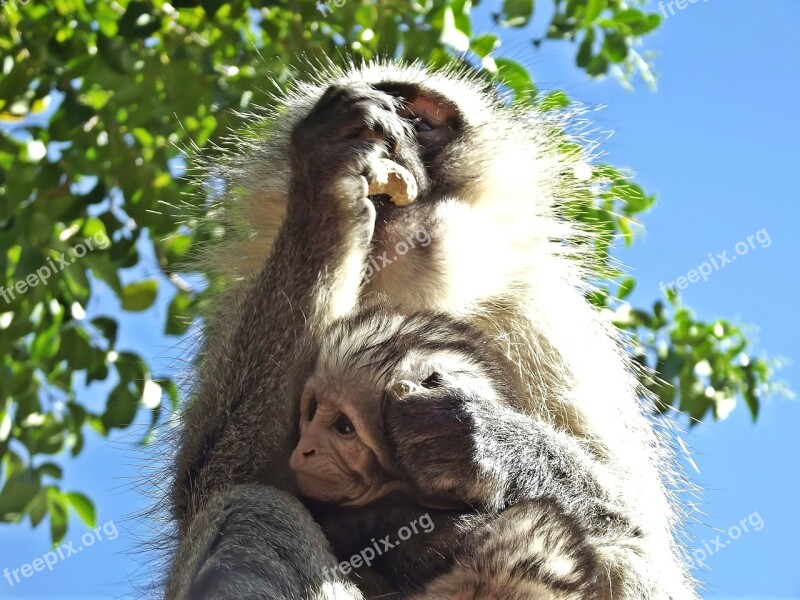 Monkey Vervet Baby Infant South Africa