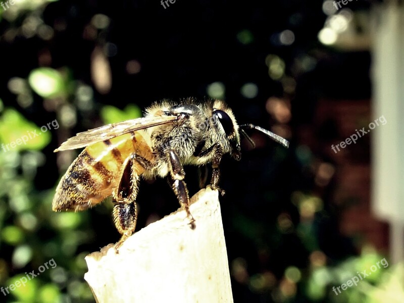 Honeybee Bee Honey Garden Nature