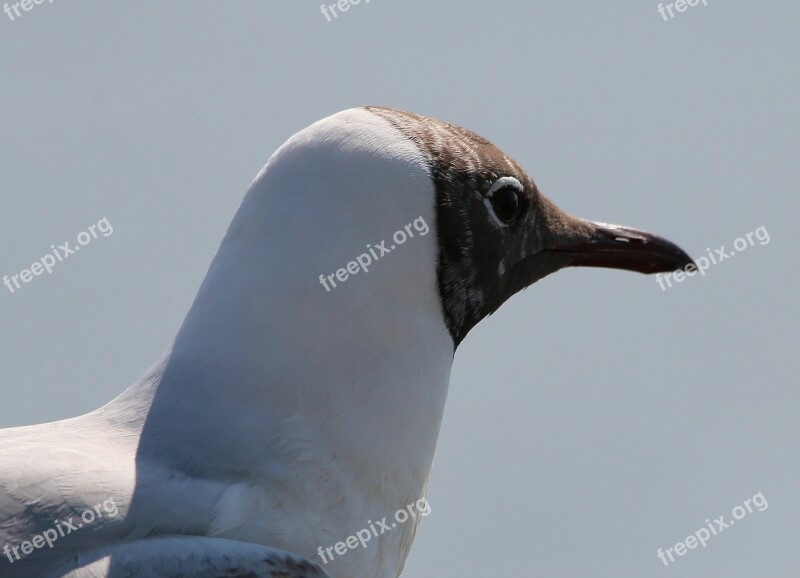 Gulls Black Headed Gull Chroicocephalus Ridibundus Species Gull Species