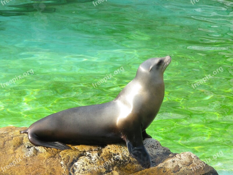 Sea ​​lion Animal Awakened Free Photos