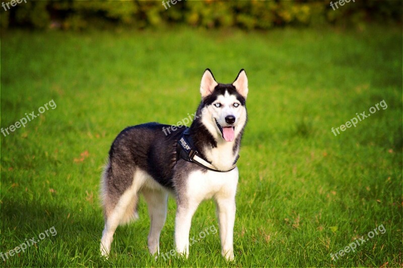 Husky Siberian Dog Pet Animal