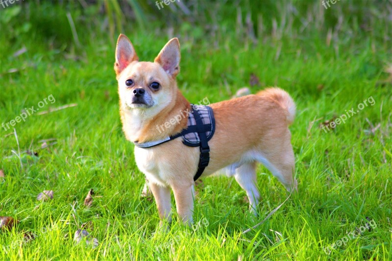 Chihuahua Dog Animal Pet Grass