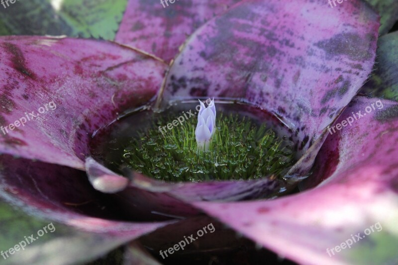 Bromelia Purple Flower Plant Flora