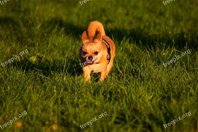 Chihuahua Dog Cute Running Pet