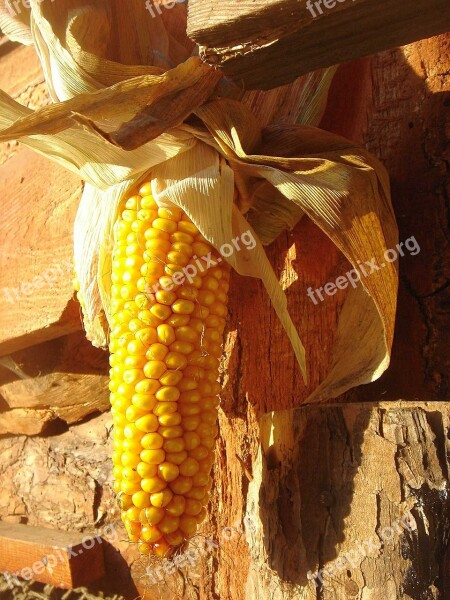 Corn Ear Sun Harvest Yellow